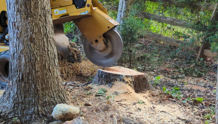 How Does the Stump Grinding Process Work